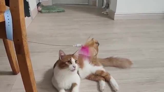 A chicken feather kitten can play for a day