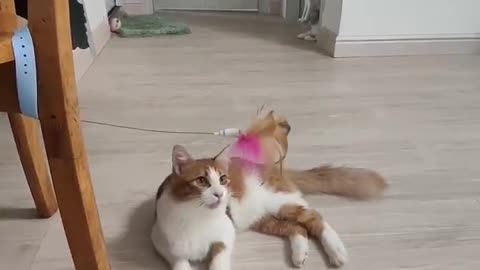 A chicken feather kitten can play for a day