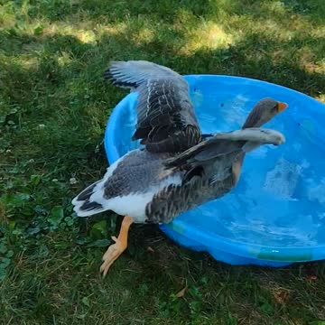 LOUISE LOVES FREEDOM 😎