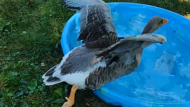 LOUISE LOVES FREEDOM 😎