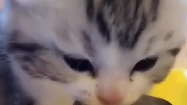 CATS 🐈 l