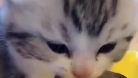CATS 🐈 l