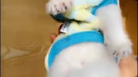 Cat Funny Video -- Cute Cat -- Cute Baby