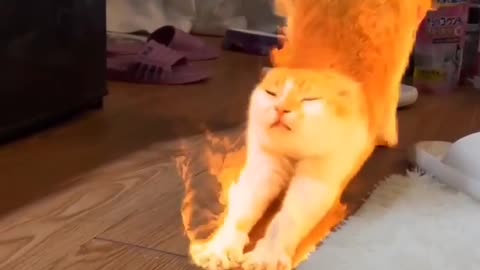 Fire cat🔥🔥🔥