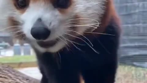 Funny and cute animals