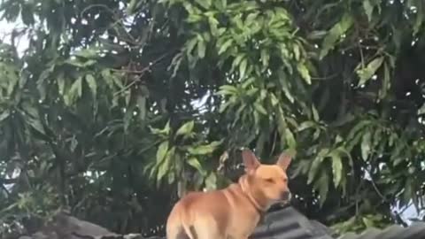 Este hermoso perrito toma una siesta esta en el techo