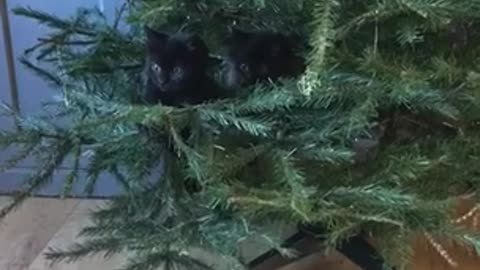 Cat plays with kittens in Christmas tree