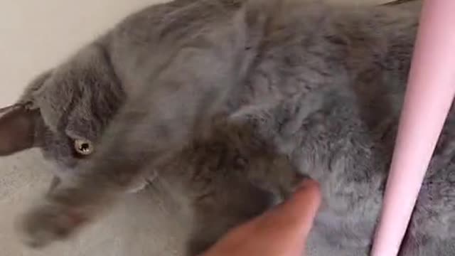 How To Teach KUNG FU CAT Like A Pro