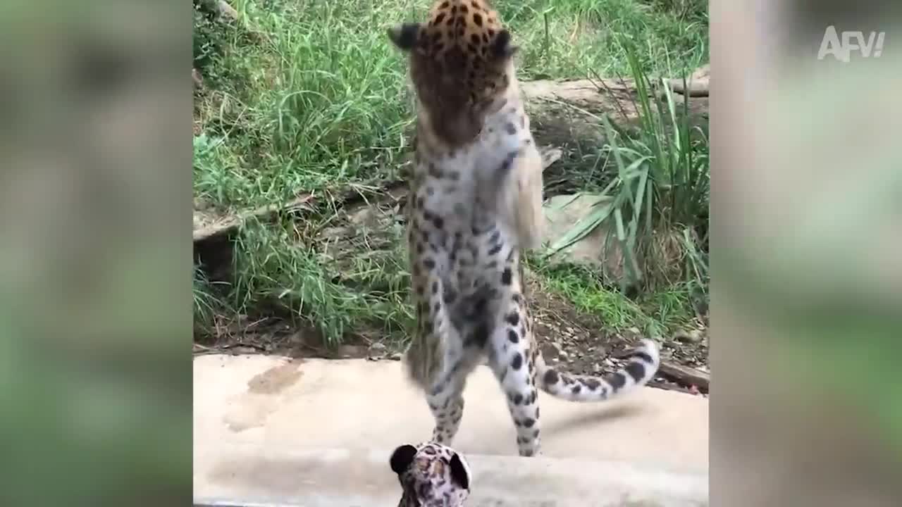 OOF! You Can SMEEL The Belch From Here! 😅 | Best Funny Fails | AFV 2021