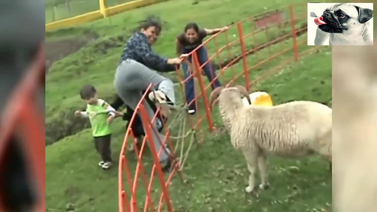 Funny Sheep Attacking People 1