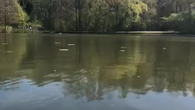 Fishy pond
