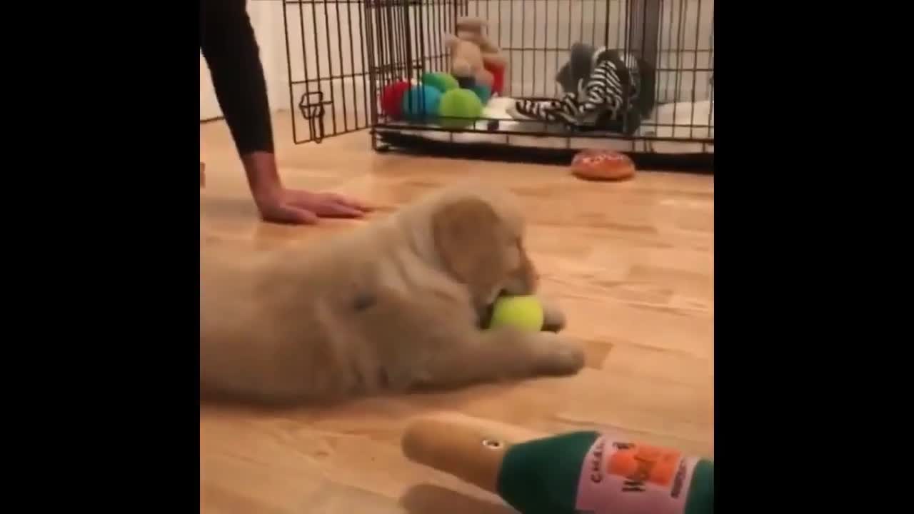 CUTE PUPPY GETTING STARTED TO START PLAYING