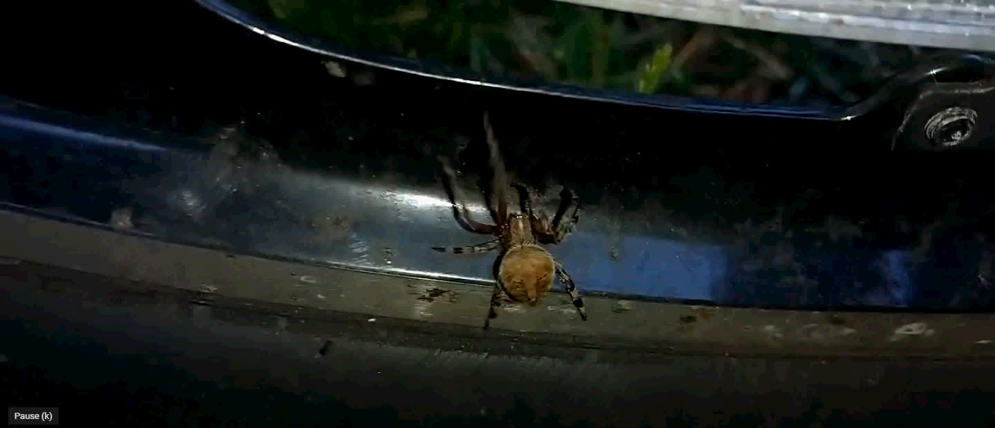 Araneus Ventricosus Spider interrupting my Front Disc Brake Video