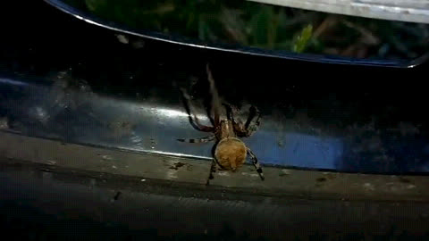 Araneus Ventricosus Spider interrupting my Front Disc Brake Video