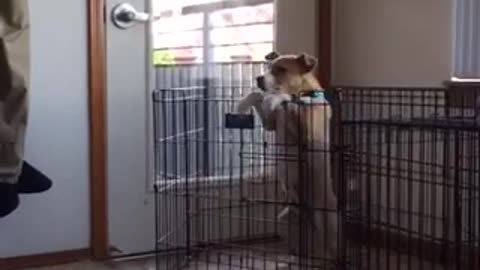 White puppy climbs out black cage