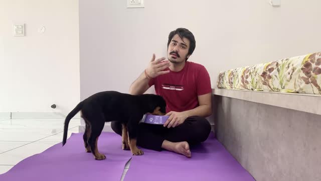 HOW TO TRAIN YOUR PUPPY FOR FOOD DISCIPLINE 3 MONTHS OLD ROTTWEILER PUPPY TRAINING DOG TRAINING