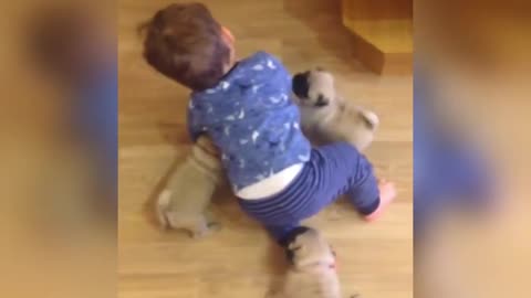 Smart and funny dog 18