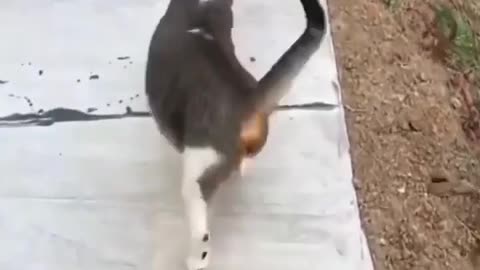 Cute animals funny videos trending