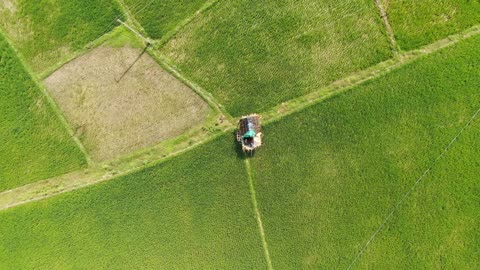 People In A Hut In The Middle Of A Rice Field