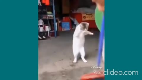 in moments of laughter with cats