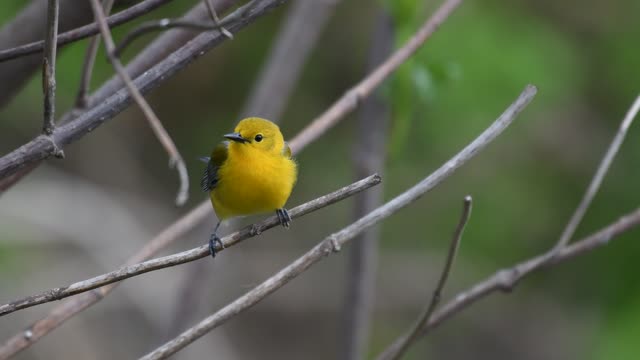 Prothonotary Warbler