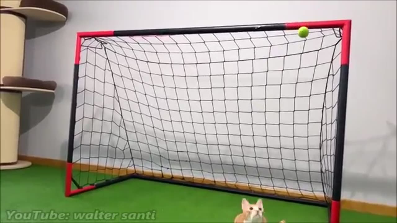 Goalkeeper Cat Got Snubbed from World Cup!