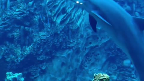 Dolphins are my favorite creatures!!!! ❤️❤️