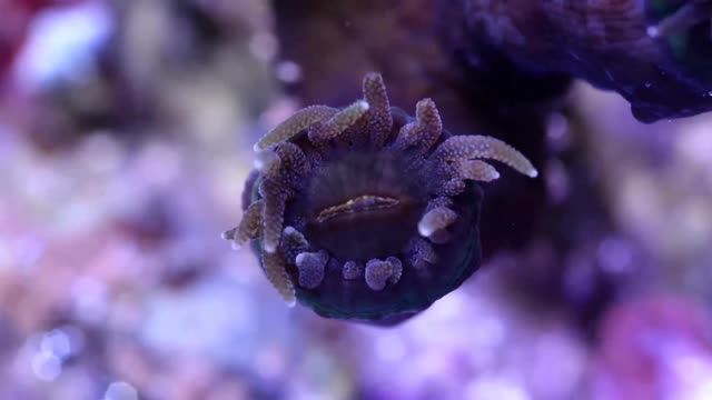 Creepy sea anemone! Is it hunting?