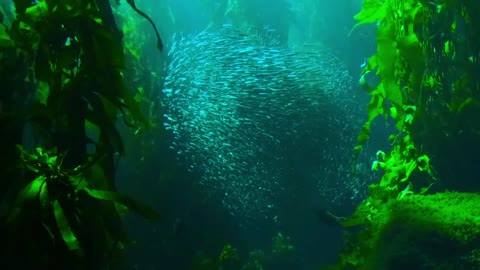 Delightful beauty on the ocean floor