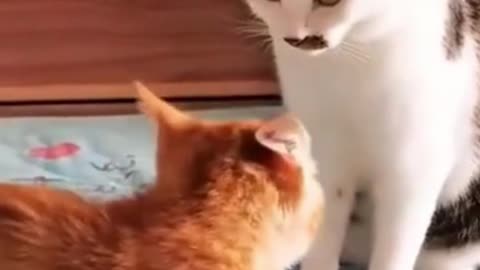 Two Funny Cats Comedy Fighting-2021