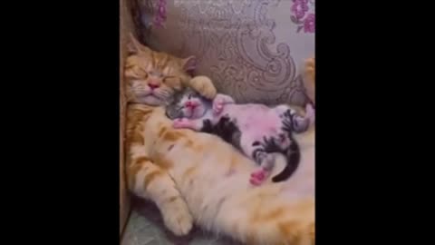 Cute animals.....
