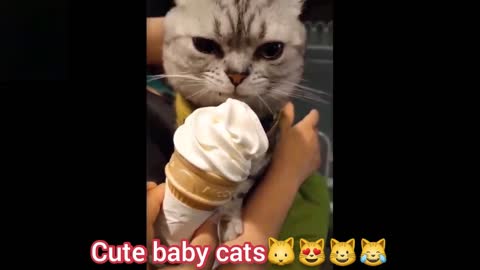 funny moments of cats🐱😻😺