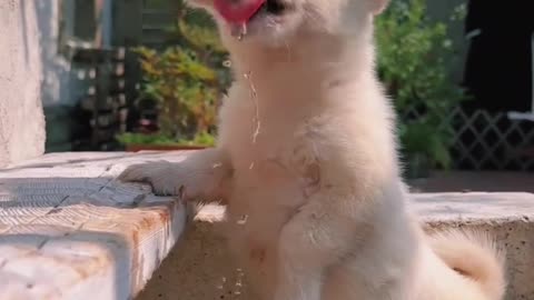 #jack #puppy #labradorlovers #lab #puppies #shorts