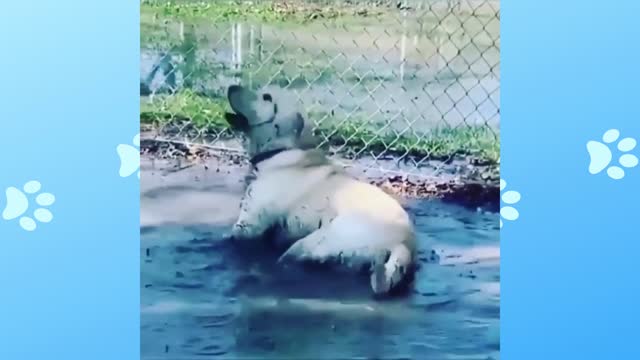 Happy dog in the pond