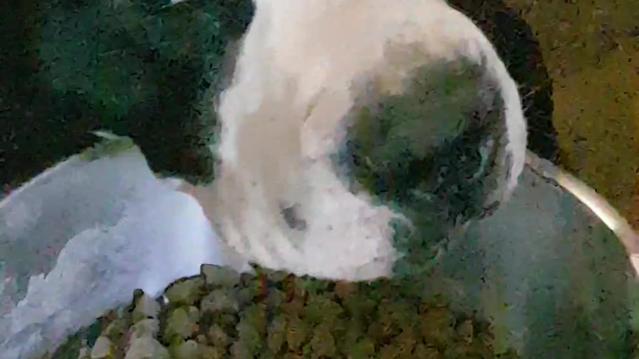 Pitbull father wakes up in food bowl.