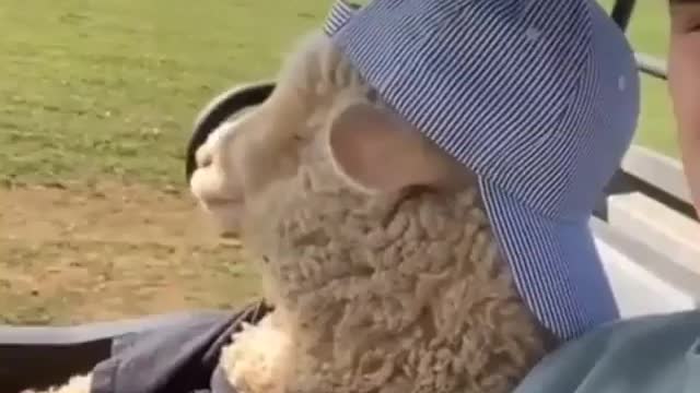 Cool sheep with human