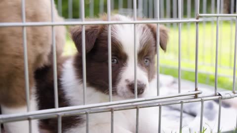 A cute little puppy looks around in a cage on grass - other puppies around - closeup