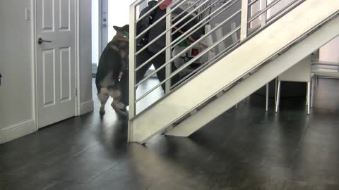 Teaching dogs to guard a person or object