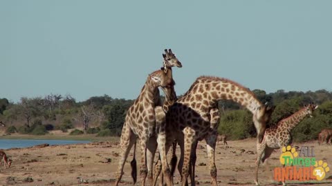 GIRAFFE * | Animals For Kids