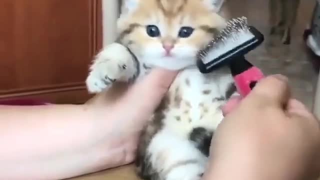 Funny Cute Cat