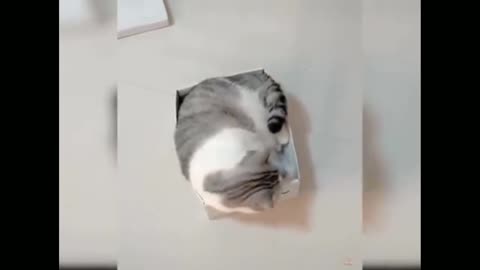 Cat funny video