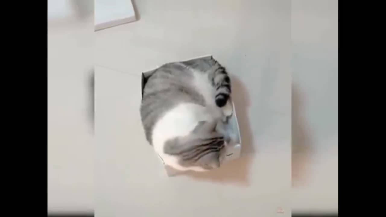 Cat funny video