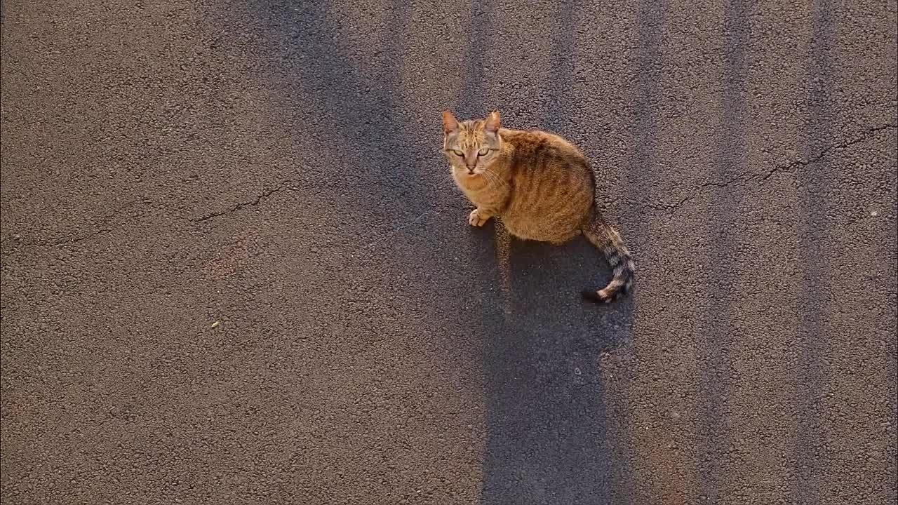 Funny Video With Cats Taking a Shower With Tongue