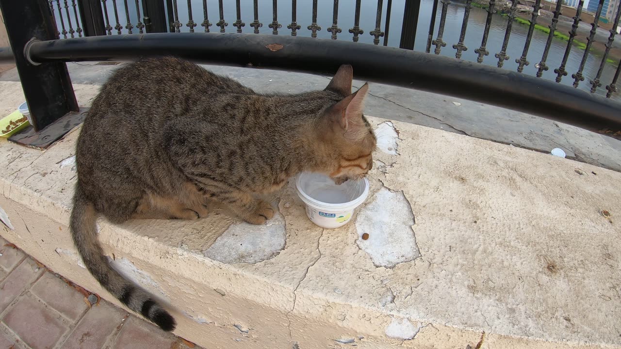 MICHAEL JACKSON - Homeless cat in Ras Al Khaimah, UAE #cat #cats #MichaelJackson #emirates #ae #UAE