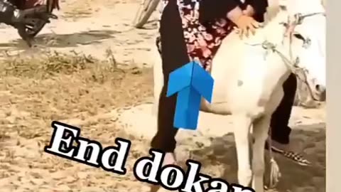 Pakistani Girl On Donkey Funny Video