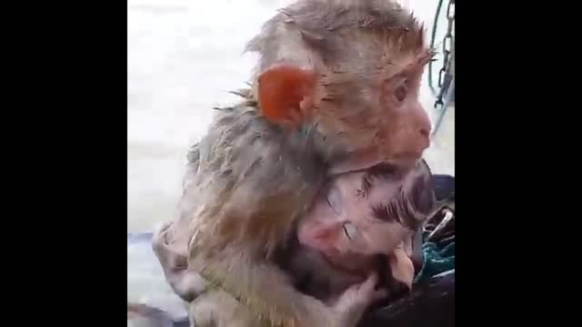 Mother Monkey's love to its kid.