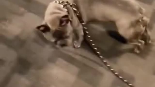 FUNNY ANIMALS VIDEOS