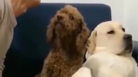 Cute Pets Dog vs Man😚😚😗