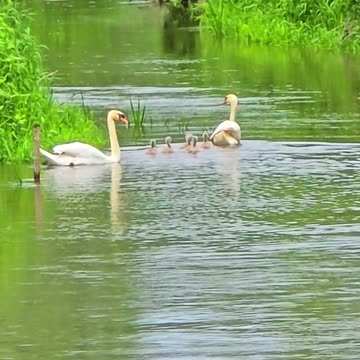 Young swans with their parents / beautiful baby swans by a river.