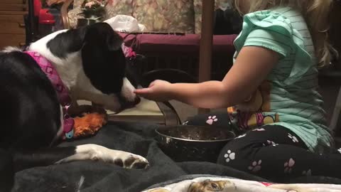 Toddler hand feeds puppy